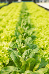 An experiment on growing lettuce in indoor hydroponics system Growing vegetables in hydroponics system Garden salad in Thailand Growing lettuce in PVC pipes, healthy vegetable growing concept.