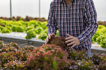 Farmers harvest organic lettuce Lettuce from a hydroponic farm in an organic hydroponic vegetable farm. Male salad gardener harvesting vegetables in the greenhouse Small business food production