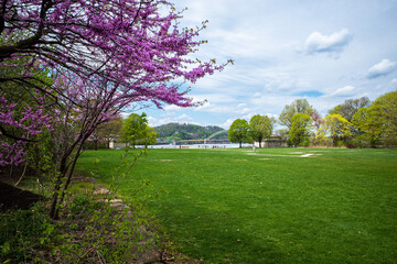 Fototapeta na wymiar Cherry blossoms in Point State Park in Pittsburgh, Pennsylvania, with the green lawn and West End Bridge in the background.