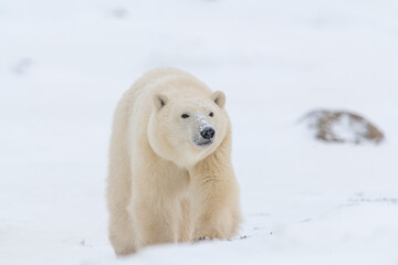 One single polar bear young cub seen in Churchill, Canada during fall, winter with snowy, blured snow background. Walking with mammal predator in the wild, wildlife area. Popular place ursus maritimus