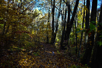 autumn forest in the morning