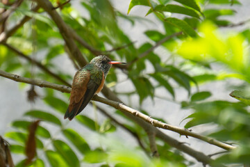 Lessons amazilia, hummingbird resting on a branch in Lima, Peru.