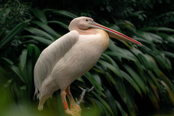 The great white pelican (Pelecanus onocrotalus) aka the eastern white pelican, rosy pelican or white pelican, is a bird.