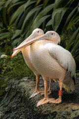Two Great white pelican (Pelecanus onocrotalus) also known as eastern white or rosy pelican in close up, horizontal image, copy space for text