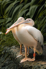 Two great white pelican standing on the rock, vertical image with copy space for text