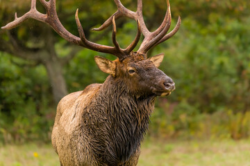 Close-up of Bull Elk