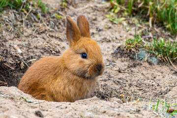 A baby rabbit sits at the entrance of a burrow in a yard in Culver, Indiana