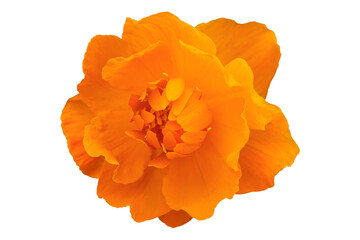 Orange flower isolated on transparent background.