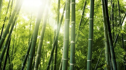 Fototapeta premium A serene bamboo forest with sun rays shining through. Generative AI