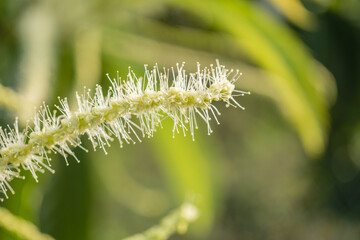 Fototapeta premium クリ（Castanea crenata）の花・雄花のマクロ写真／初夏・ブナ科
