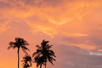 Fototapeta na wymiar Real photo Nature beautiful background. Morning yellow orange pink clouds palm tree tops silhouette