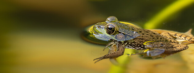 Common Frog Bullfrog,  Tranquility at a Southern Ontario Conservation Park as a Bullfrog Floats Peacefully on the Water's Surface.  Wildlife Photography. 