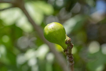 The fig is the edible fruit of Ficus carica, a species of small tree in the flowering plant family Moraceae, Fruit trees at Sun Yat Sen Park, Maui, Hawaii. © youli zhao