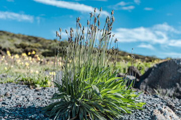 Plantago lanceolata is a flowering plant in the plantain family Plantaginaceae. ribwort plantain, narrowleaf plantain, English plantain, ribleaf, lamb's tongue, buckhorn. Haleakala Maui Hawaii