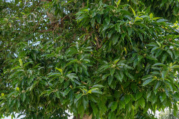 Magnolia  alba, also known as the white champaca, white sandalwood, or white jade orchid tree. is a flowering plant. Sun Yat Sen Park, Maui Hawaii  © youli zhao