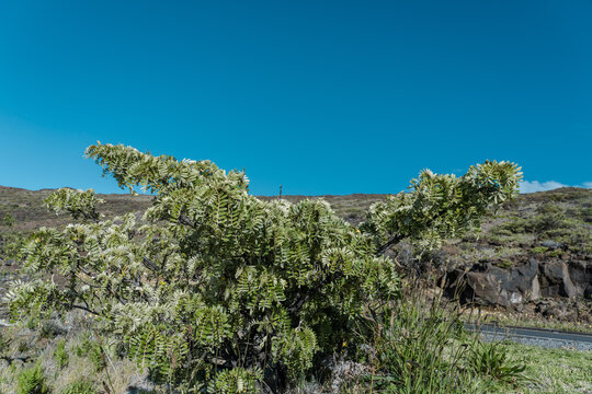 Sophora chrysophylla: Plant of Maui, Hawaii. known as māmane in Hawaiian, is a species of flowering plant in the pea and bean family, Fabaceae, that is endemic to Hawaii.