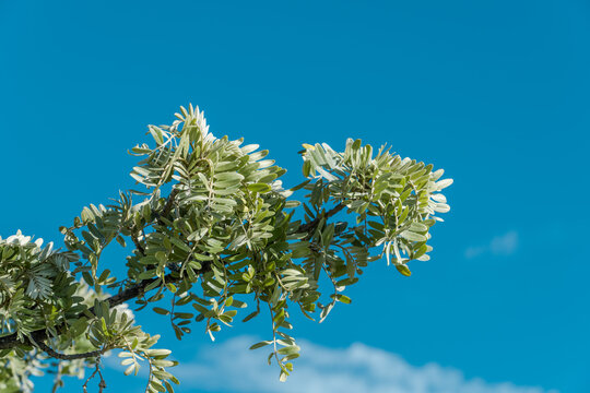 Sophora chrysophylla, māmane in Hawaiian, is a species of flowering plant in the pea and bean family, Fabaceae, that is endemic to Hawaii. Haleakalā National Park, Maui
