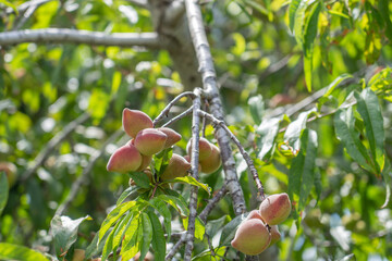 The peach (Prunus persica) Fruit trees at Sun Yat Sen Park, Maui, Hawaii. Hundreds of peach and nectarine cultivars are known. © youli zhao