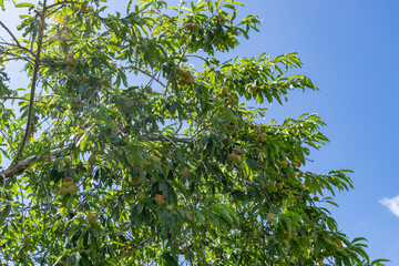The peach (Prunus persica) Fruit trees at Sun Yat Sen Park, Maui, Hawaii. Hundreds of peach and nectarine cultivars are known. © youli zhao