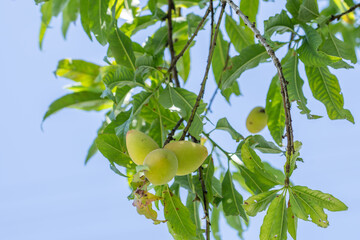 The peach (Prunus persica) Fruit trees at Sun Yat Sen Park, Maui, Hawaii. Hundreds of peach and nectarine cultivars are known. © youli zhao