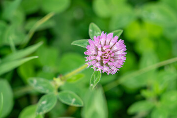 Trifolium pratense, the pink clover or sometimes red clover, is a herbaceous species of flowering plant in the bean family Fabaceae. Flowering plants on Haleakala Highway, Maui, Hawaii.