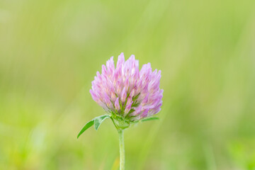 Obraz premium Trifolium pratense, the pink clover or sometimes red clover, is a herbaceous species of flowering plant in the bean family Fabaceae. Flowering plants on Haleakala Highway, Maui, Hawaii.