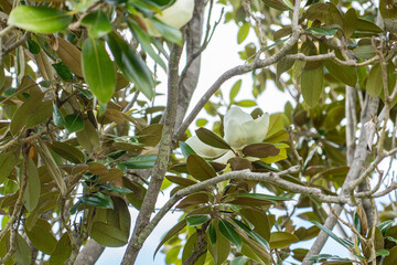 Magnolia grandiflora, commonly known as the southern magnolia or bull bay, is a tree of the family...
