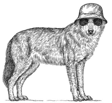 Vintage engraving isolated gray wolf set glasses dressed fashion illustration ink costume sketch. Wild dog background animal silhouette sunglasses hipster hat art. Black and white hand drawn image.