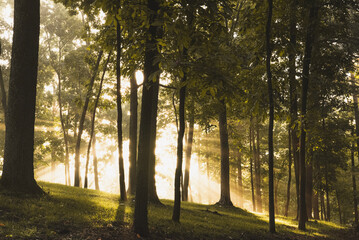 Fototapeta premium morning in the forest