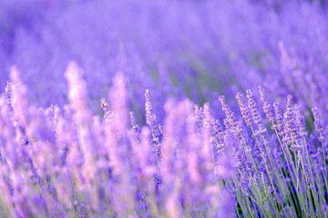 Lavender bushes closeup on sunset. Sunset gleam over purple flowers of lavender. Provence region of France.