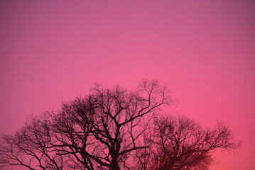 Fototapeta na wymiar silhouette of a tree in the sunset