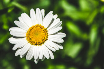 Fototapeta premium daisy flower closeup
