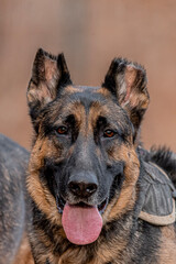 german shepherd dog