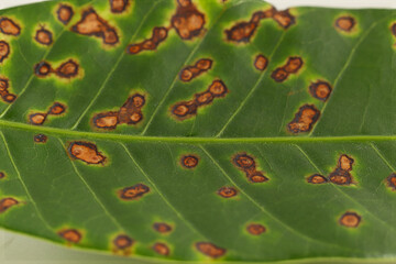 Anthracnose disease on mango leaf caused by Colletotrichum gloeosporioides on white background - obrazy, fototapety, plakaty