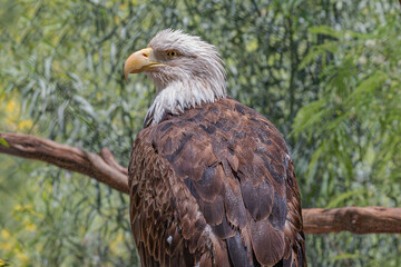 Bald Eagle Up Close on a Branch