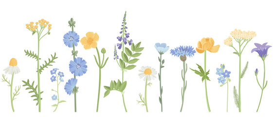 yellow and blue field flowers, vector drawing wild flowering plants at white background, floral isolated elements, hand drawn botanical illustration