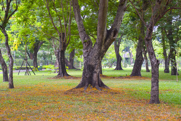 Beautiful trees in the garden of Bangkok, Thailand