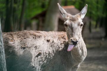 Detail of a female deer in the forest