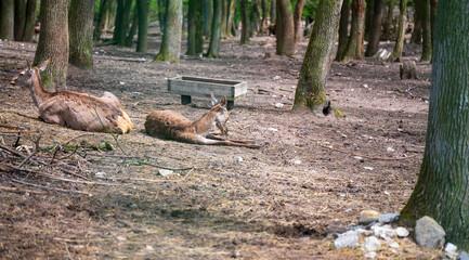 Two female red deer are lying on the ground in the forest