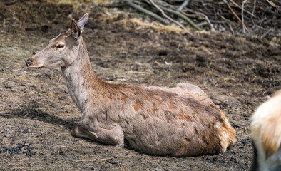 Female deer is lying on the ground in the forest