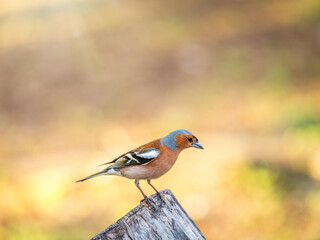 Common chaffinch, Fringilla coelebs, sits on a tree. Common chaffinch in wildlife.