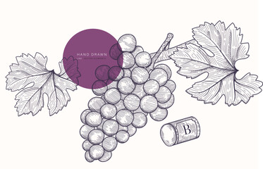 bunch of grapes on vine line sketch hand drawn vector 