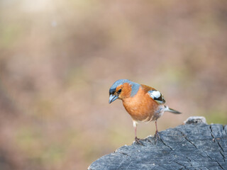 Common chaffinch, Fringilla coelebs, sits on a tree. Common chaffinch in wildlife.