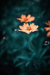 Beautiful flowers and plants background picture