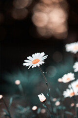 Beautiful flowers and plants background picture