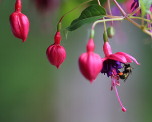 Bumblebee with orange pollen basket pollinating a fuchsia