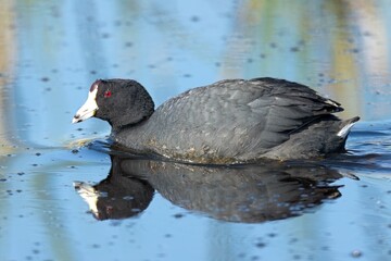 American coot in calm water.