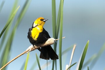 Perched yellow headed blackbird stretches its neck.