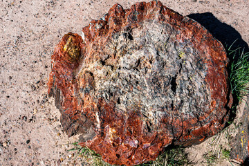 Petrified trees in Petrified Forest National Park