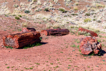 Petrified trees in Petrified Forest National Park